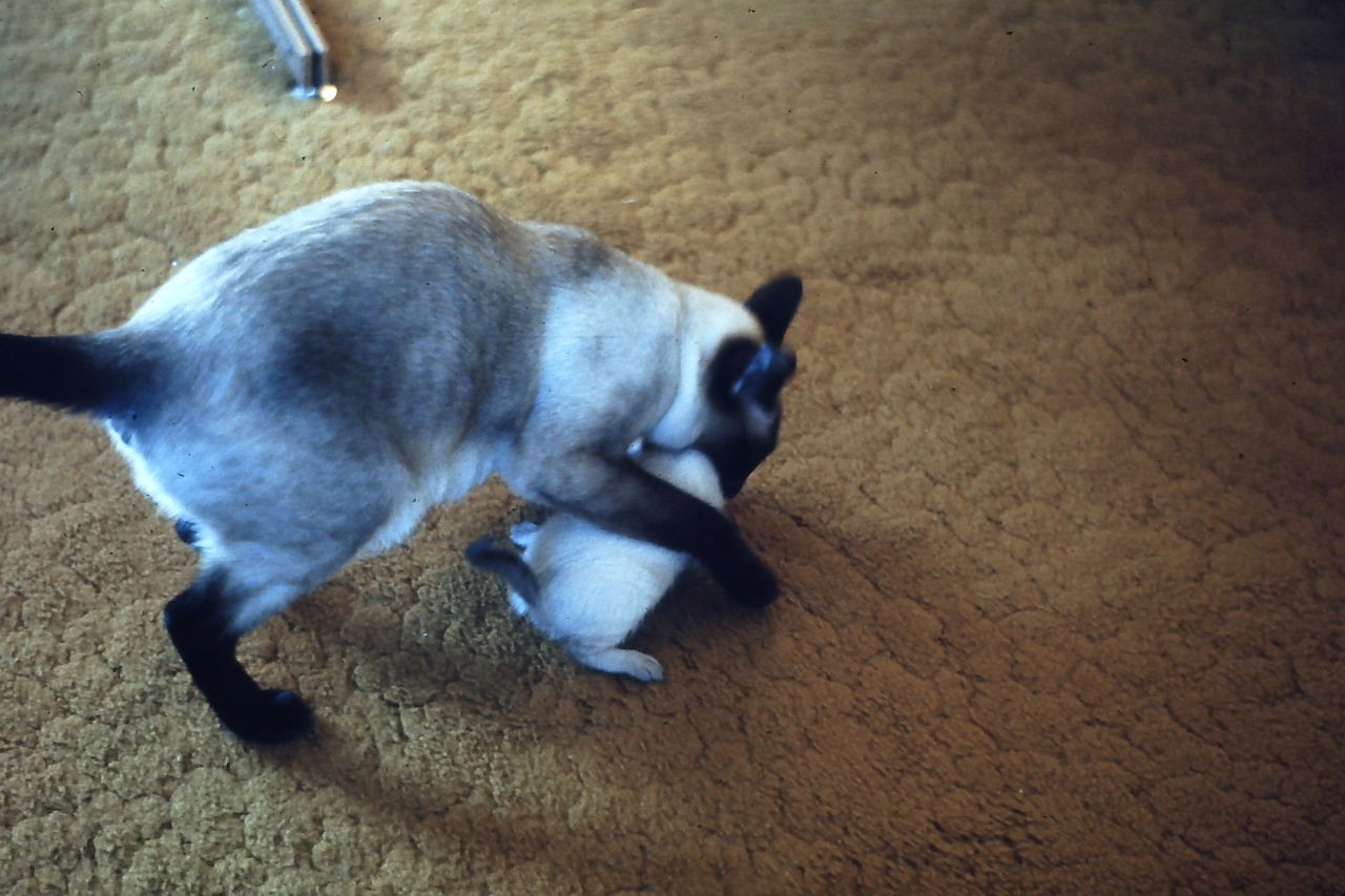 PICT0072.JPG